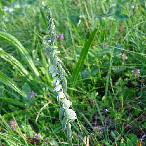 Herbst-Wendelähre / Spiranthes spiralis