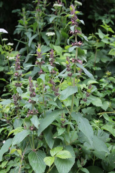 Alpen-Ziest / Stachys alpina