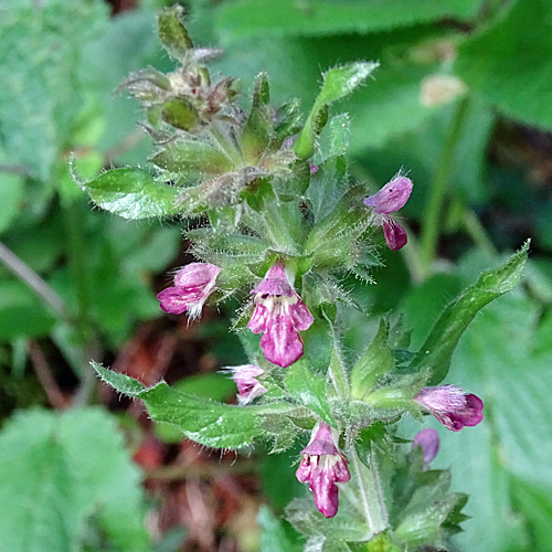 Alpen-Ziest / Stachys alpina