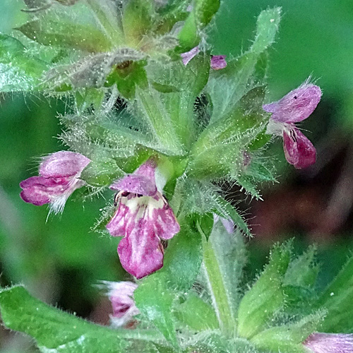 Alpen-Ziest / Stachys alpina