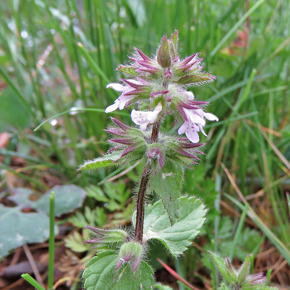 Acker-Ziest / Stachys arvensis
