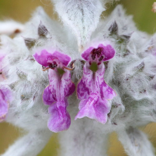 Wolliger Ziest / Stachys byzantina