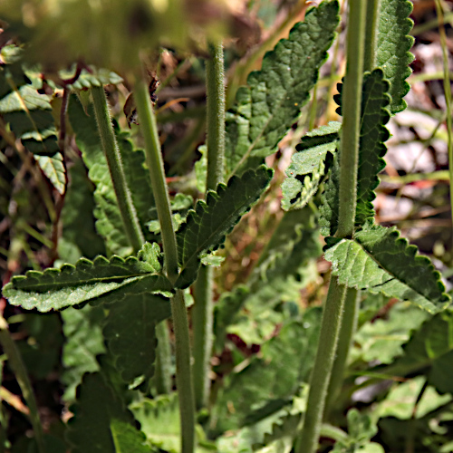 Echte Betonie / Stachys officinalis