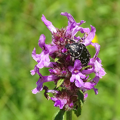 Echte Betonie / Stachys officinalis