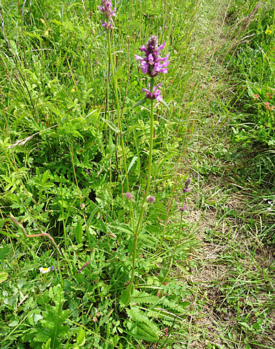 Echte Betonie / Stachys officinalis