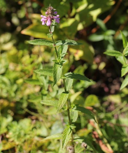 Sumpf-Ziest / Stachys palustris