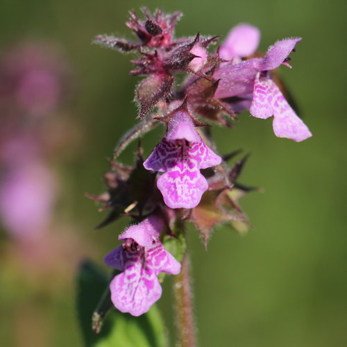 Sumpf-Ziest / Stachys palustris