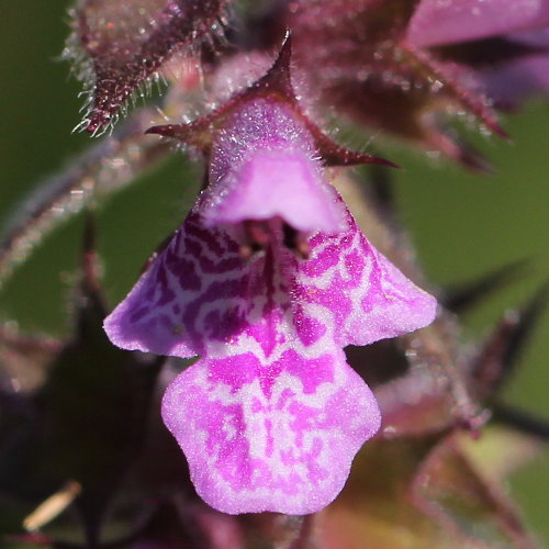 Sumpf-Ziest / Stachys palustris