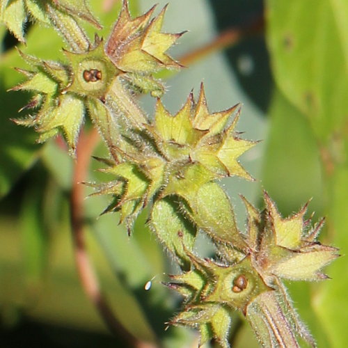 Sumpf-Ziest / Stachys palustris