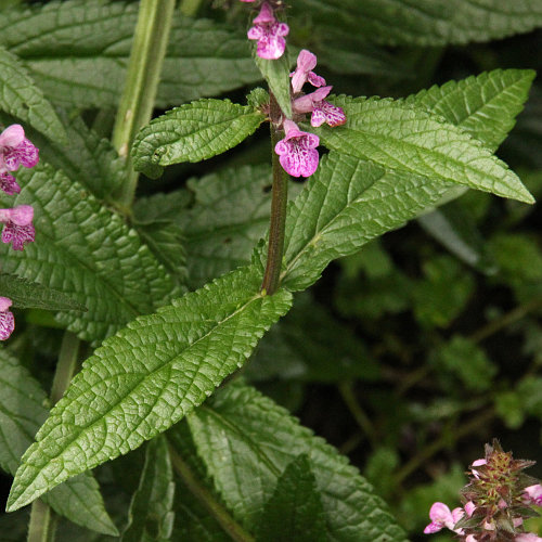 Sumpf-Ziest / Stachys palustris