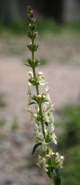 Aufrechter Ziest / Stachys recta