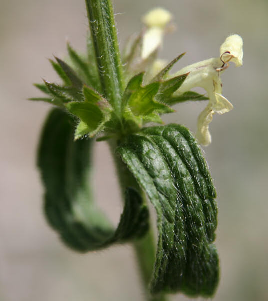 Aufrechter Ziest / Stachys recta