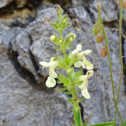 Grossblütiger Aufrechter Ziest / Stachys recta subsp.grandiflora