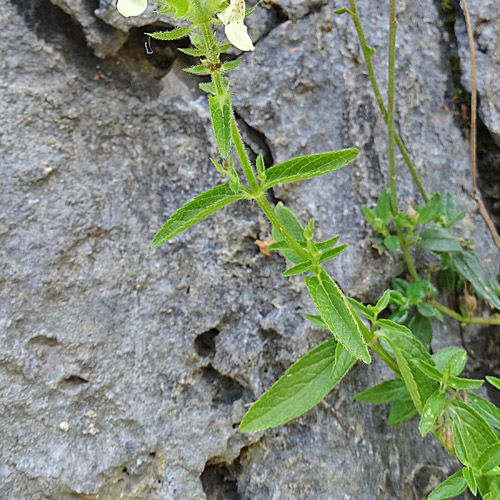 Grossblütiger Aufrechter Ziest / Stachys recta subsp.grandiflora