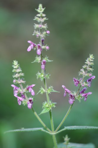 Wald-Ziest / Stachys sylvatica