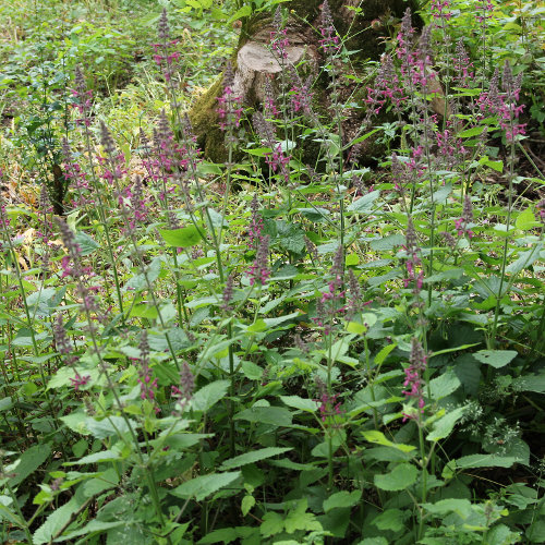 Wald-Ziest / Stachys sylvatica