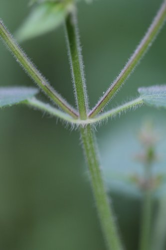 Wald-Ziest / Stachys sylvatica