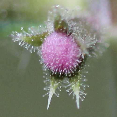 Wald-Ziest / Stachys sylvatica