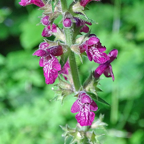 Wald-Ziest / Stachys sylvatica