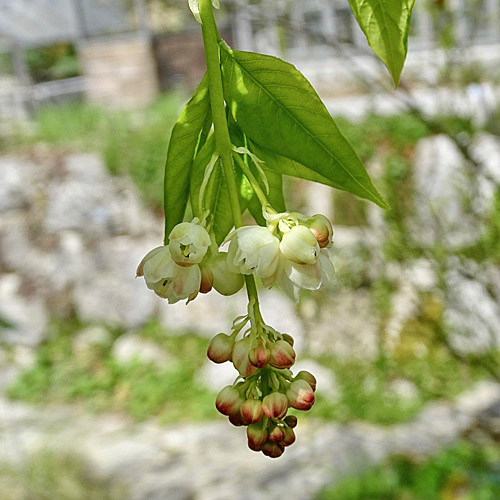 Pimpernuss / Staphylea pinnata