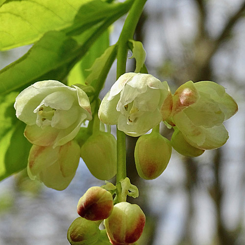 Pimpernuss / Staphylea pinnata