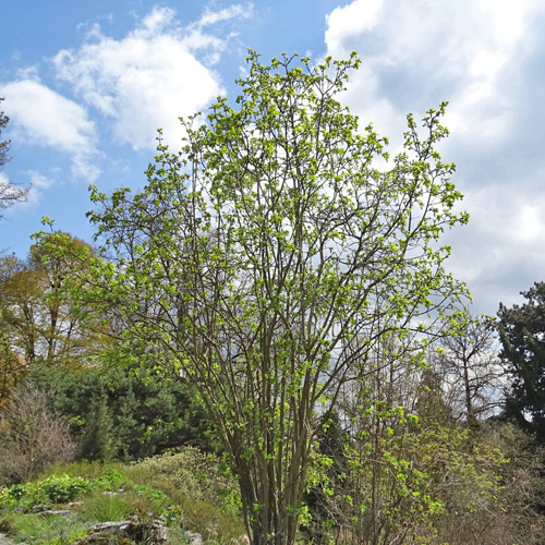 Pimpernuss / Staphylea pinnata