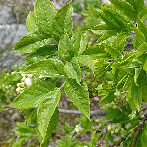 Pimpernuss / Staphylea pinnata