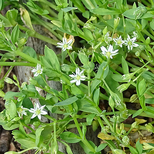 Moor-Sternmiere / Stellaria alsine