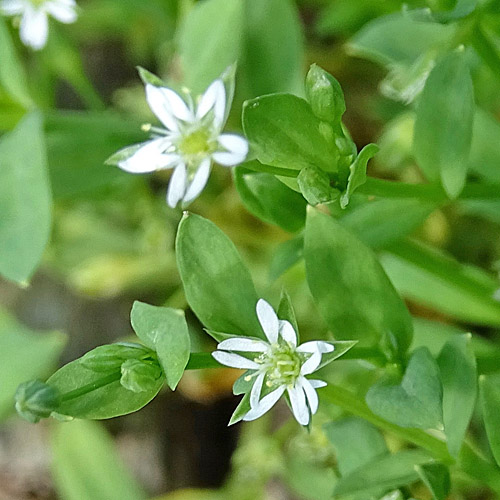 Moor-Sternmiere / Stellaria alsine