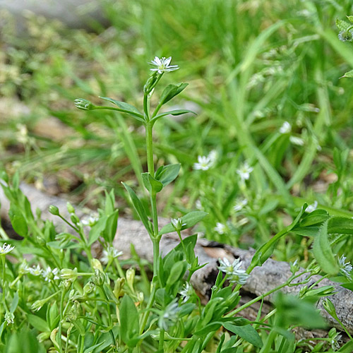 Moor-Sternmiere / Stellaria alsine