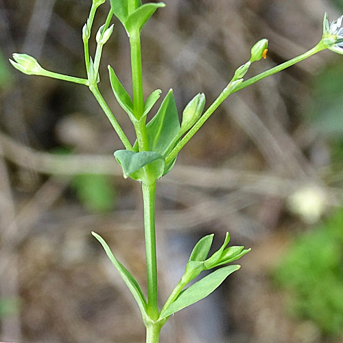 Moor-Sternmiere / Stellaria alsine