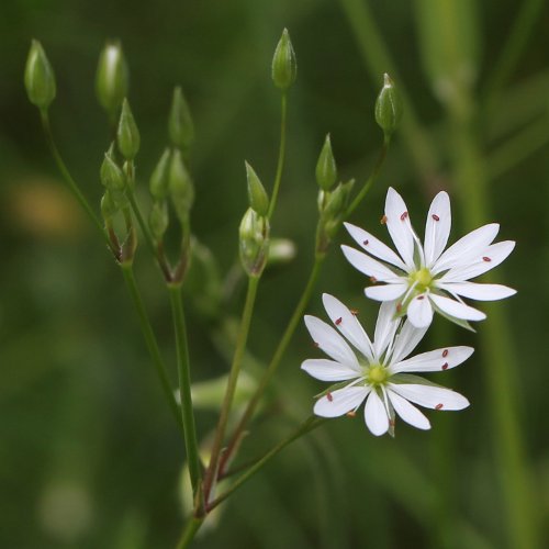 Gras-Sternmiere / Stellaria graminea