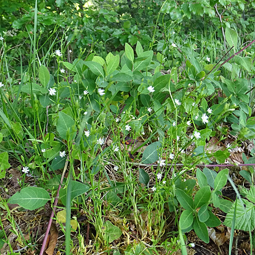 Gras-Sternmiere / Stellaria graminea