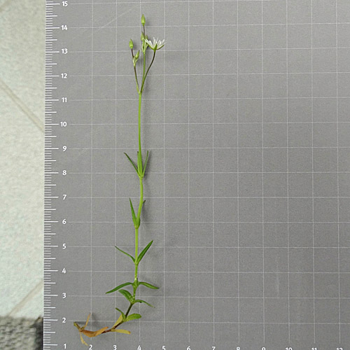 Gras-Sternmiere / Stellaria graminea