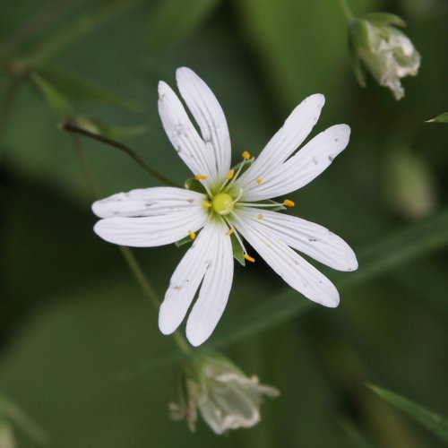 Grossblütige Sternmiere / Stellaria holostea