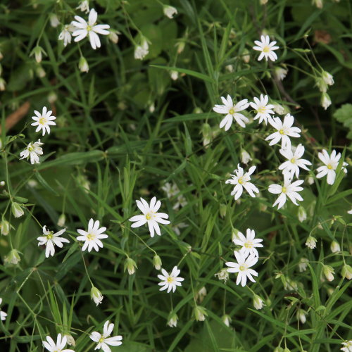 Grossblütige Sternmiere / Stellaria holostea