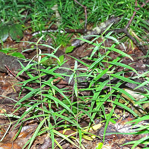 Grossblütige Sternmiere / Stellaria holostea