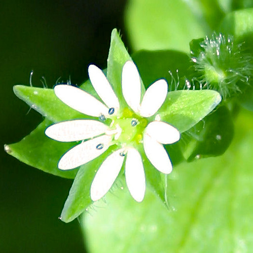 Gewöhnliche Vogelmiere / Stellaria media