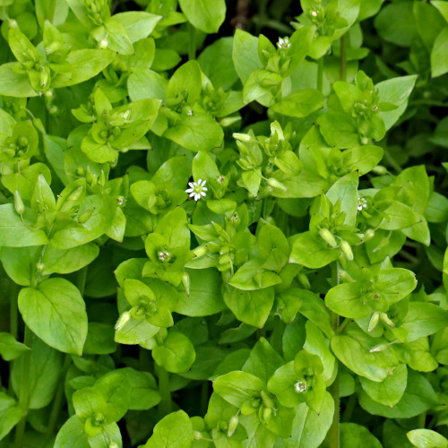 Gewöhnliche Vogelmiere / Stellaria media