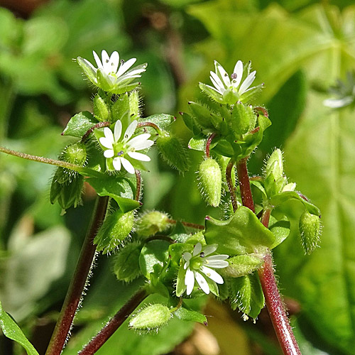 Gewöhnliche Vogelmiere / Stellaria media