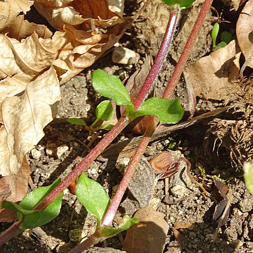 Gewöhnliche Vogelmiere / Stellaria media