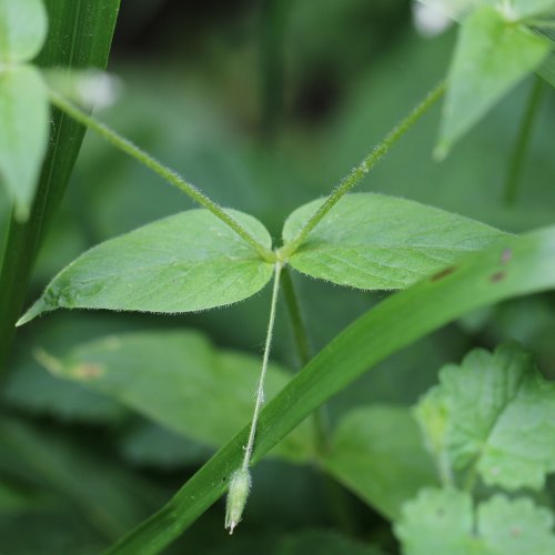 Gewöhnliche Hain-Sternmiere / Stellaria nemorum