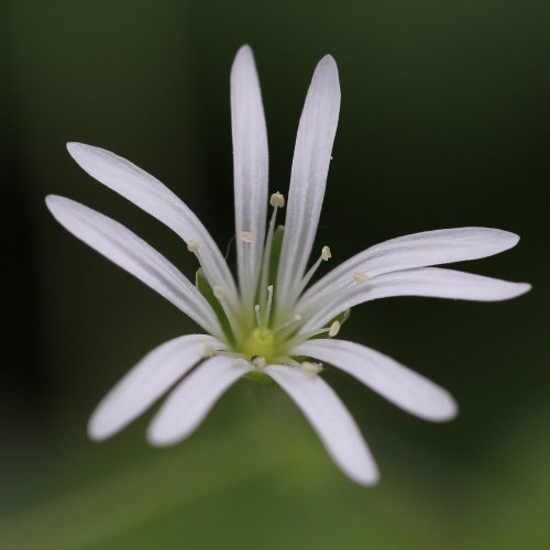 Gewöhnliche Hain-Sternmiere / Stellaria nemorum