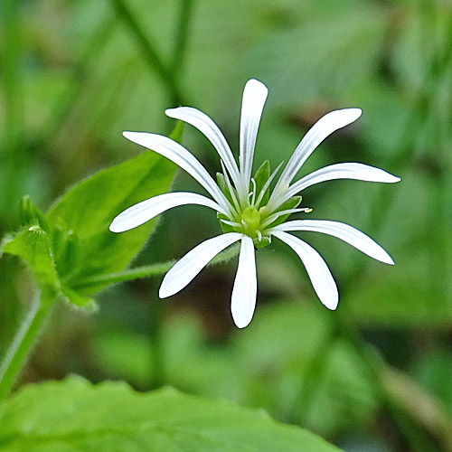 Gewöhnliche Hain-Sternmiere / Stellaria nemorum