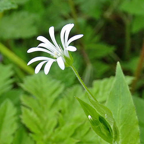 Gewöhnliche Hain-Sternmiere / Stellaria nemorum