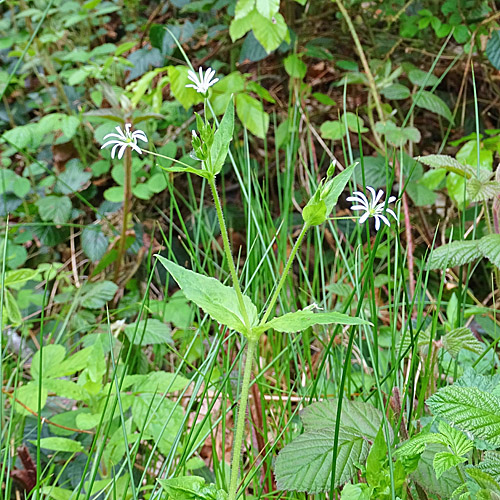 Gewöhnliche Hain-Sternmiere / Stellaria nemorum