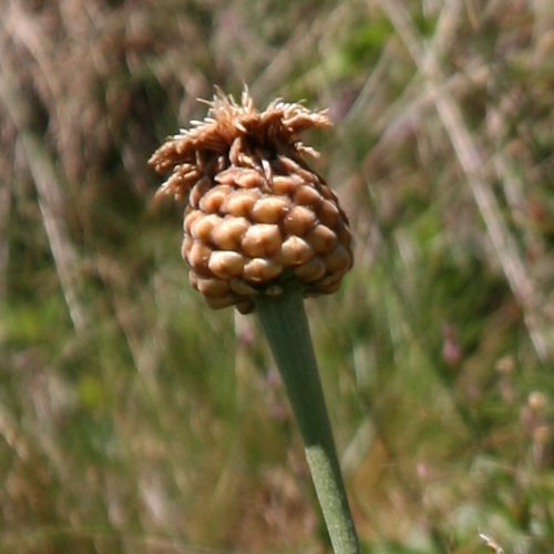 Alpen-Bergscharte / Stemmacantha rhapontica