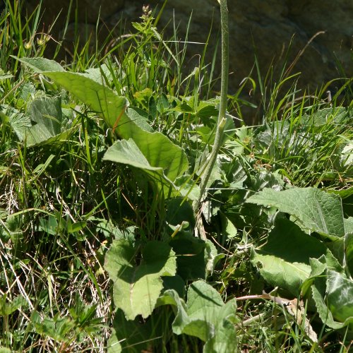 Alpen-Bergscharte / Stemmacantha rhapontica