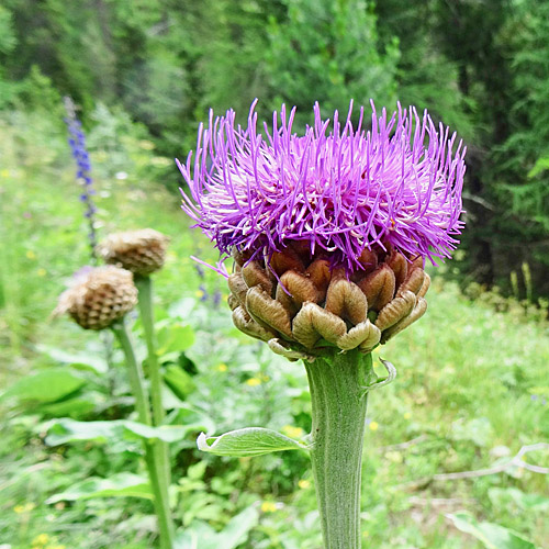 Alpen-Bergscharte / Stemmacantha rhapontica