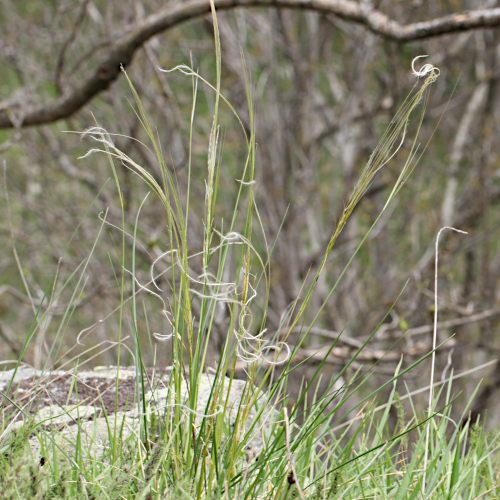 Gewöhnliches Federgras / Stipa pennata